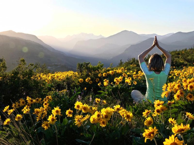 Woman in yoga pose meditating in meadows among Sunflowers.