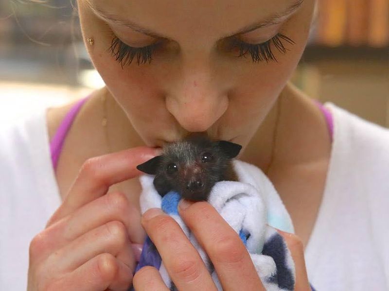 Woman kissing a tiny baby bat