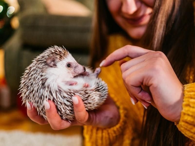 Woman petting hedgehog
