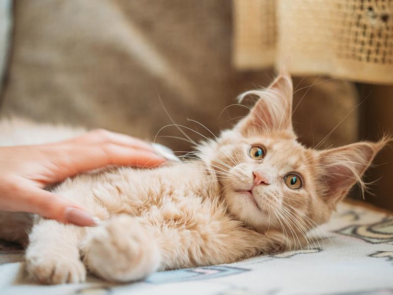Woman stroking young red ginger Maine coon kitten