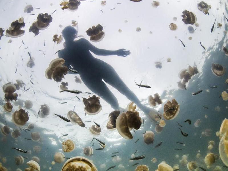 Woman swimming in Jellyfish Lake