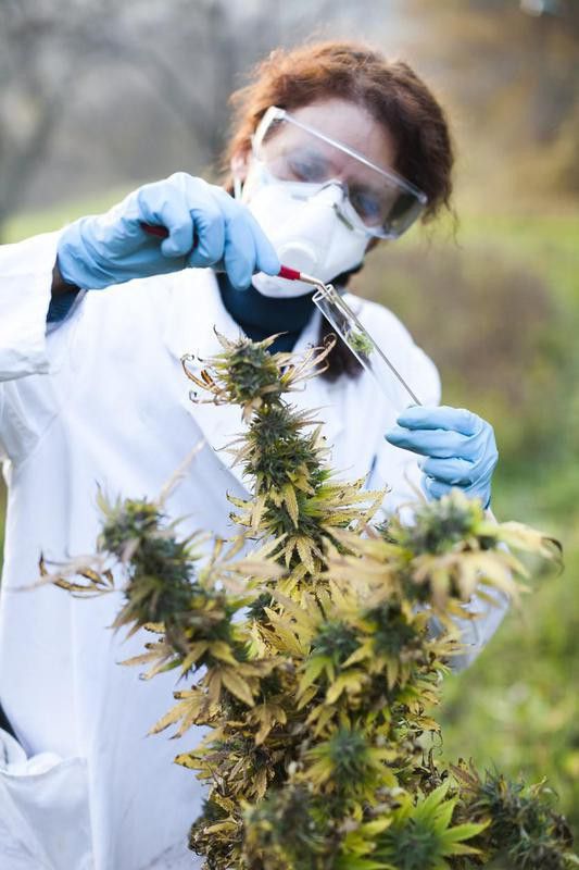 Woman working with marijuana plant