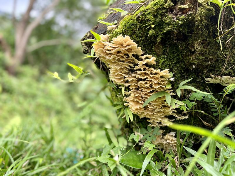 Wood ear fungi growing on a log