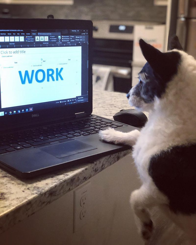 Working dog
