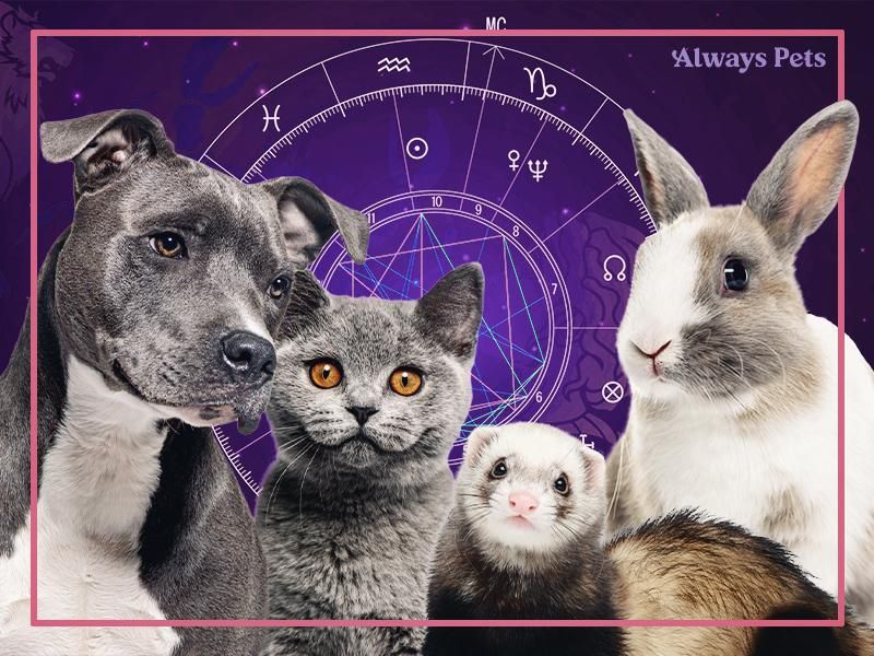 Worst pet horoscopes