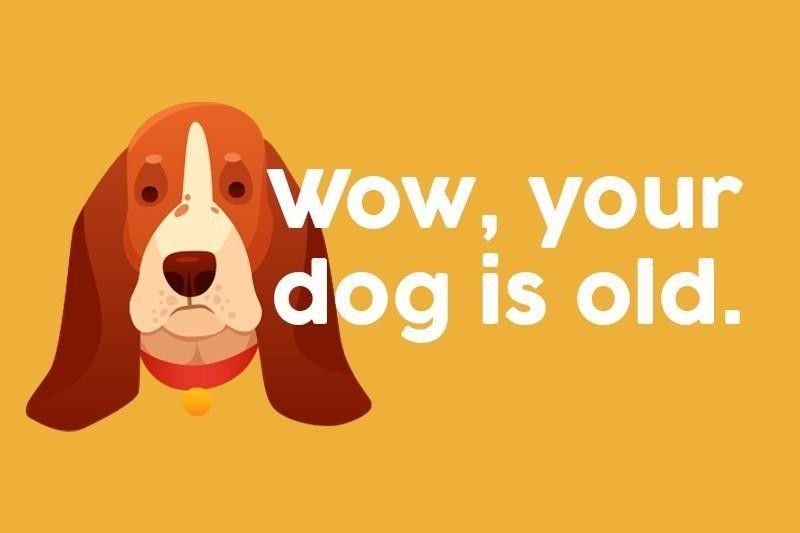 Wow, your dog is old.