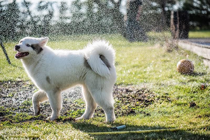 Yakutian Laika playing with sprinklers
