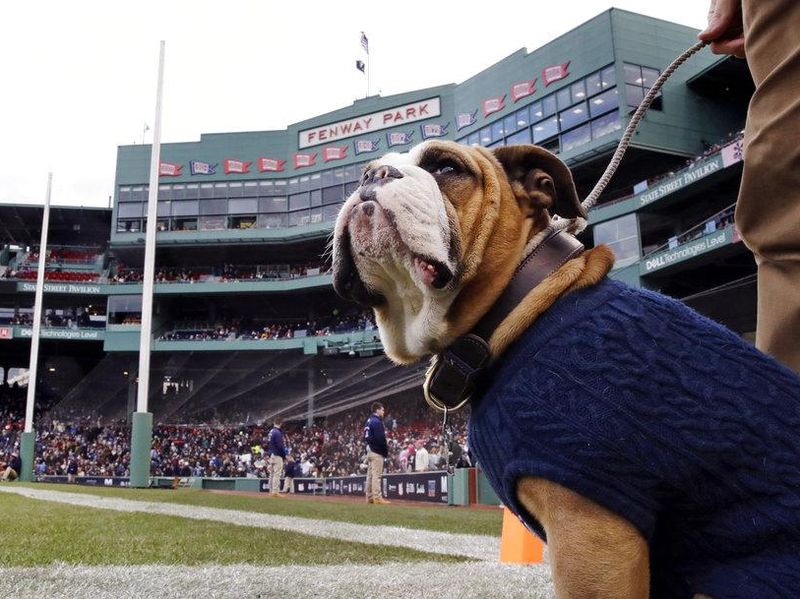 Yale Bulldog mascot