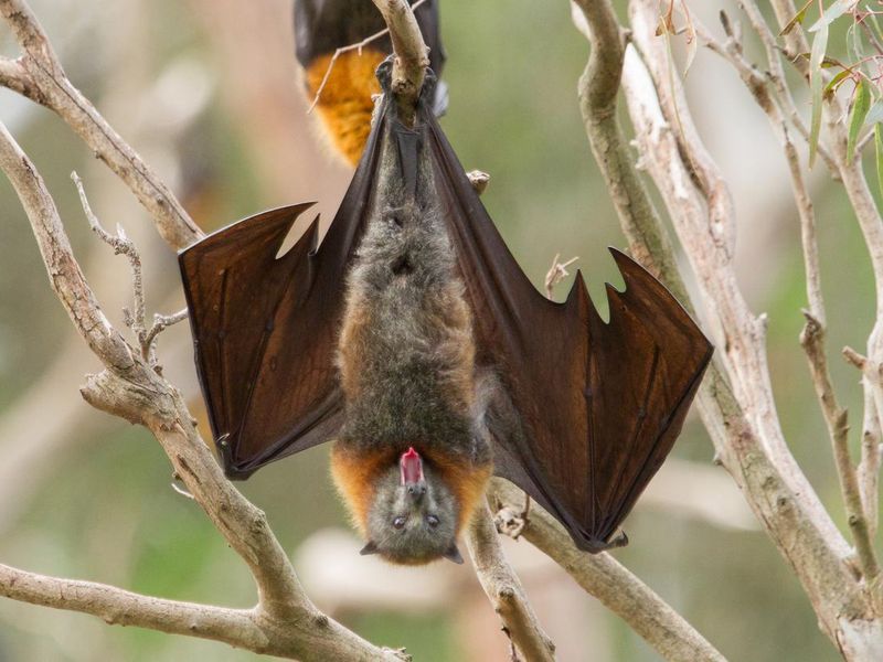 Yawning Bat
