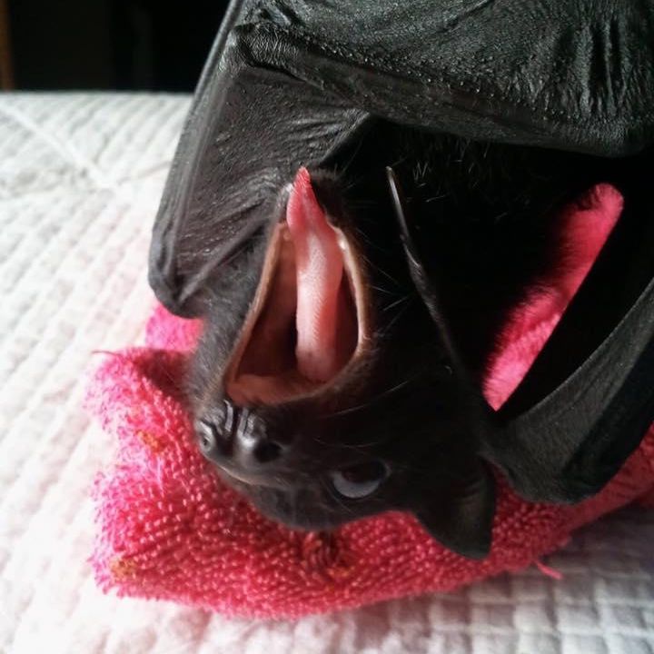 Yawning bat