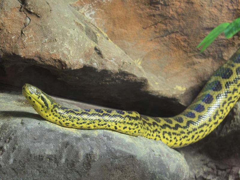 Yellow Anaconda [ Eunectes notaeus ]
