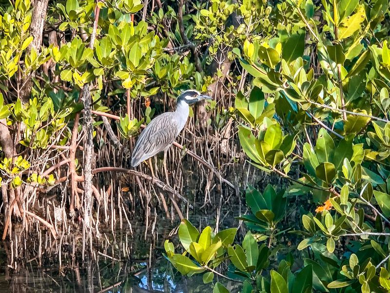 yellow-crowned night heron in Anne Kolb Nature Center