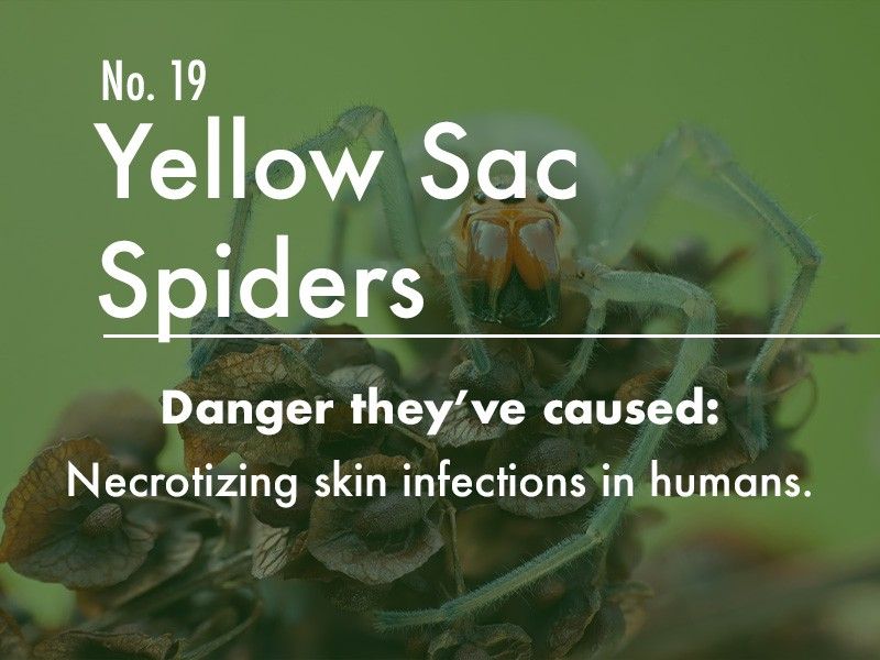 Yellow Sac Spider dangers