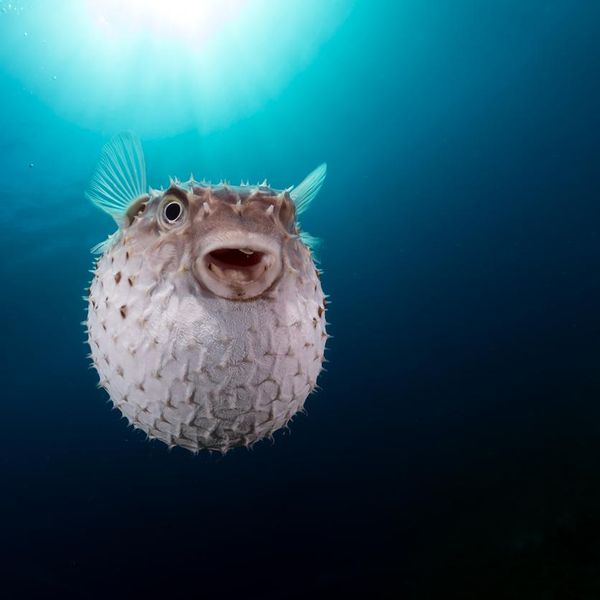 15 Perplexing Puffer Fish Facts