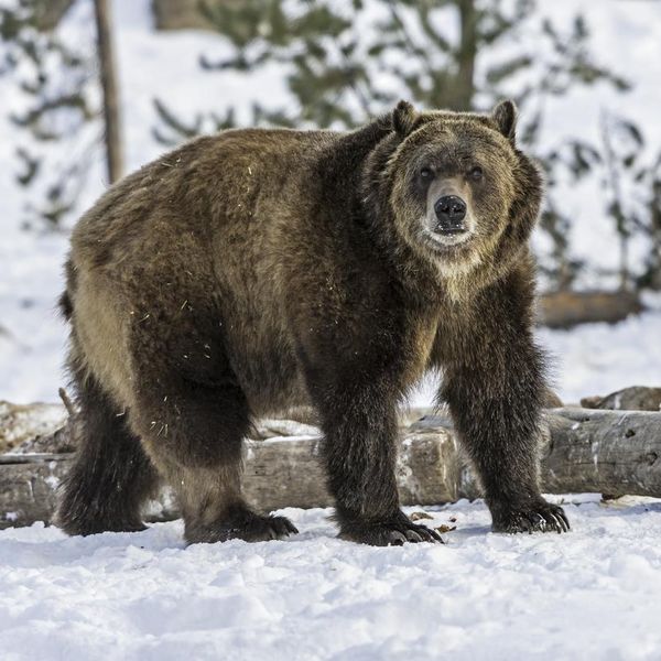 How Worried Should You Be About Yellowstone’s Grizzly Bears?