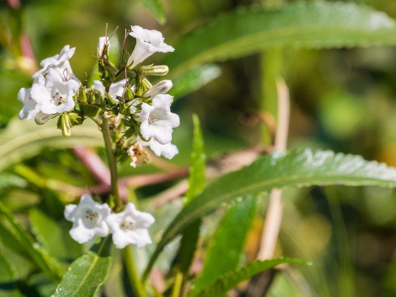 Yerba santa (Eriodictyon californicum) wildflower