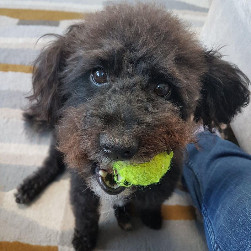 Yorkie Poo with ball