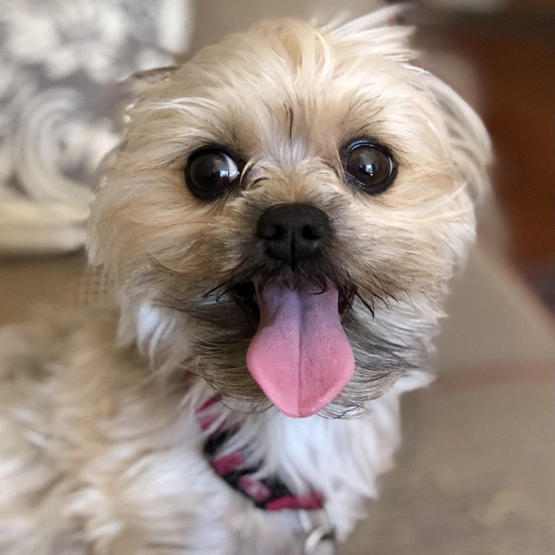 Yorkie Poo with tongue out