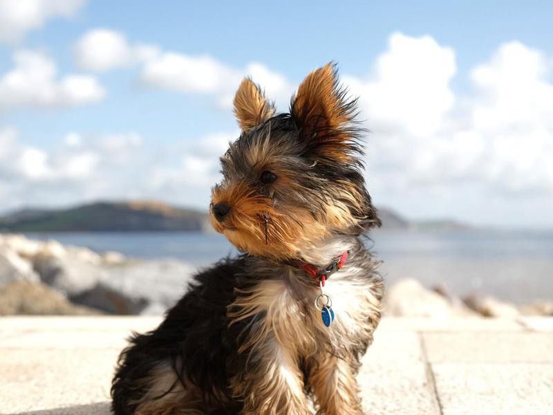Yorkshire Terrier sitting on a sea wall