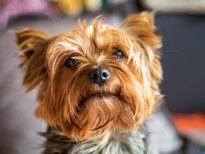 Yorkshire Terriers one of the best small dog breeds
