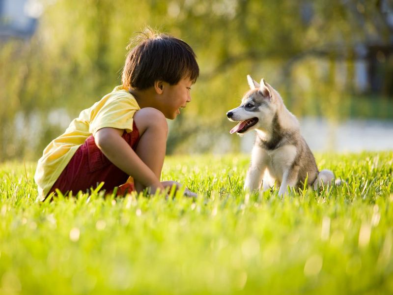 Young boy playing with puppy on grass