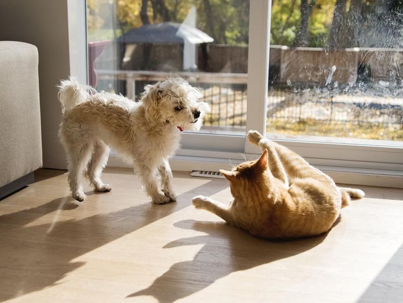 Young cat and dog playing together in front of patio door