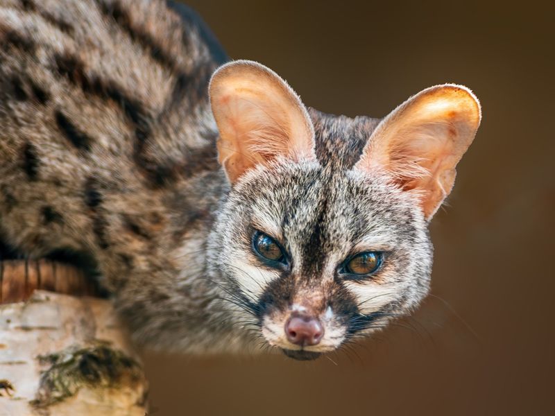 young european spotted genet
