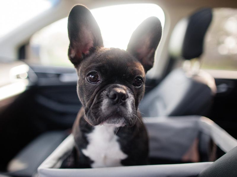 Young frenchie puppy in a car