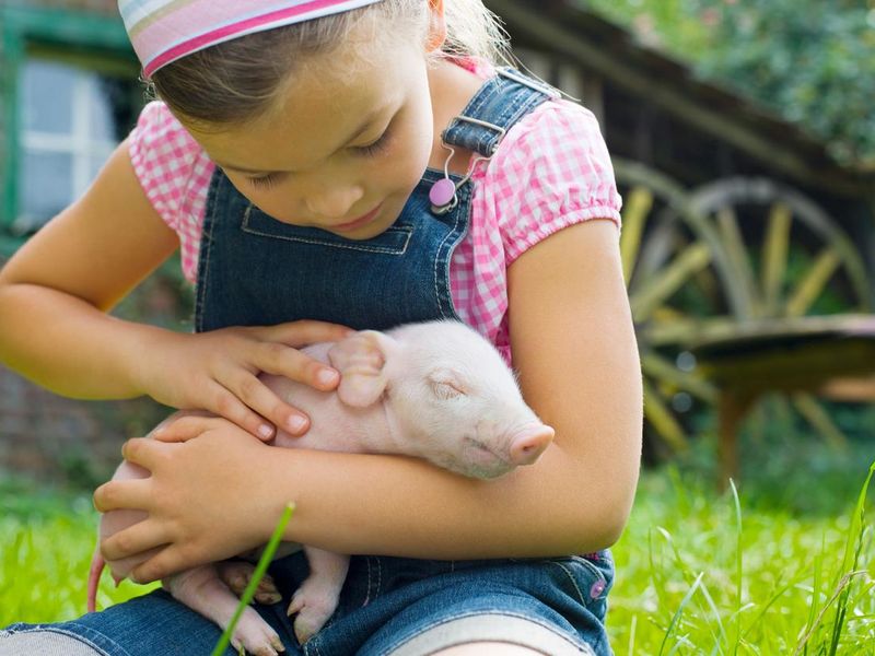Young girl holding miniature pig