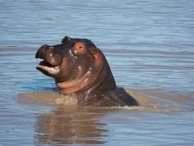 Young hippo playing in the water, Matopos National Park,Zimbabwe