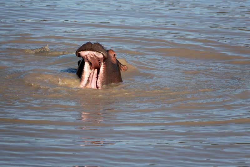 Young hippo yawning, Matopos National Park,Zimbabwe
