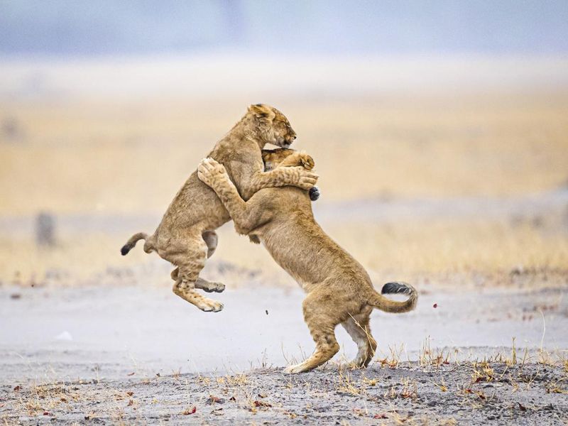 Young lions playing