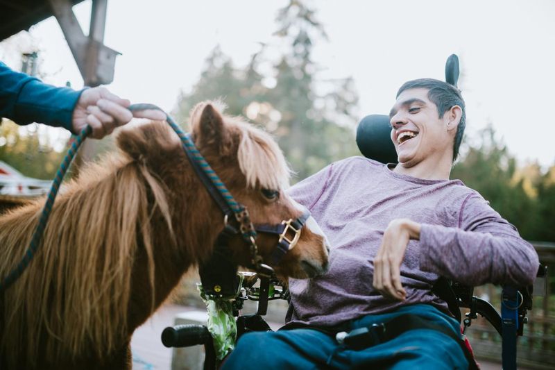 Young man in wheelchair visits therapy horse