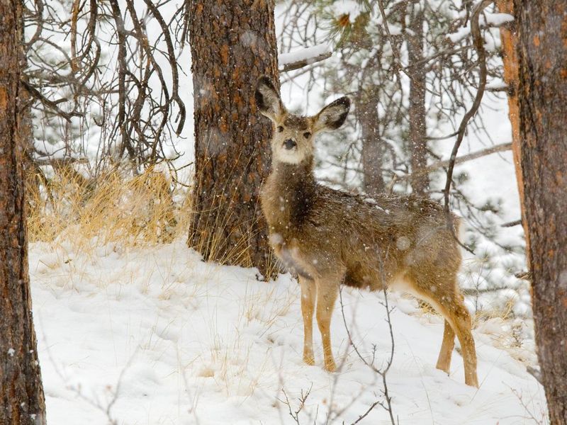 Young mule deer in heavy snow in the Pike National Forest
