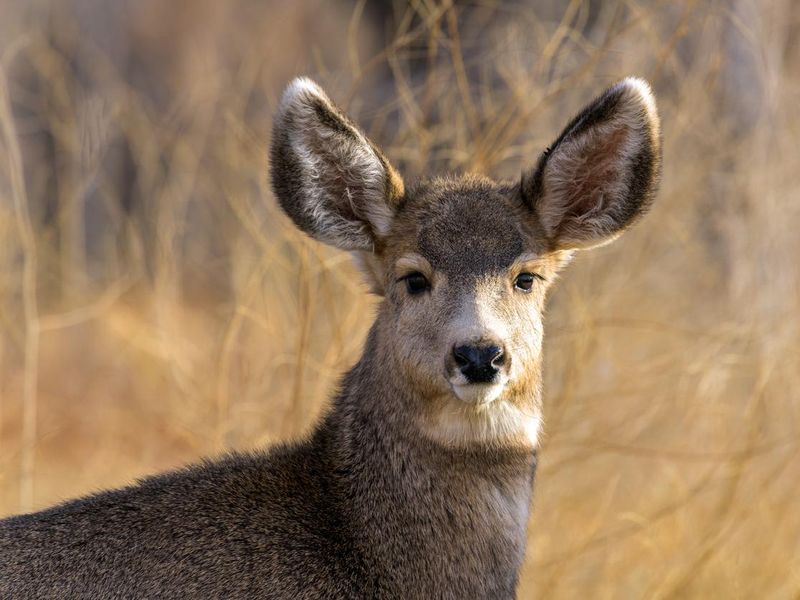 Young mule deer