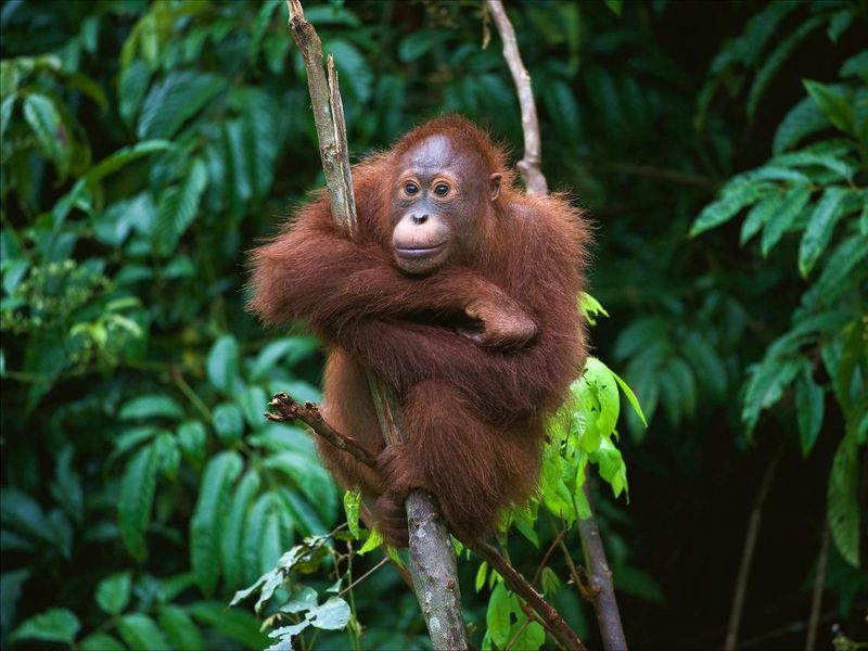Young orangutan sitting in a tree