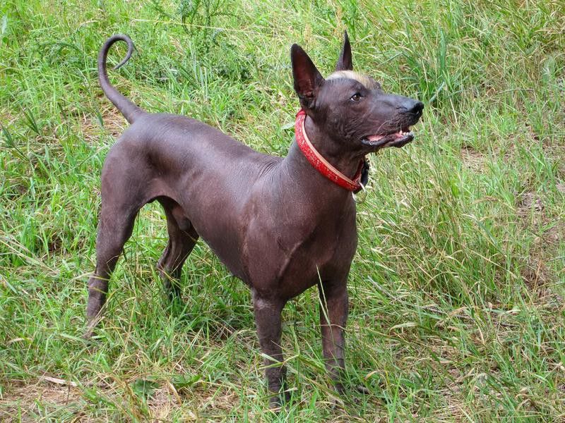 Young playful dog looks attentively at something with opened mouth. Animal of rare breed named Xoloitzcuintle, or Mexican Hairless, standard size.