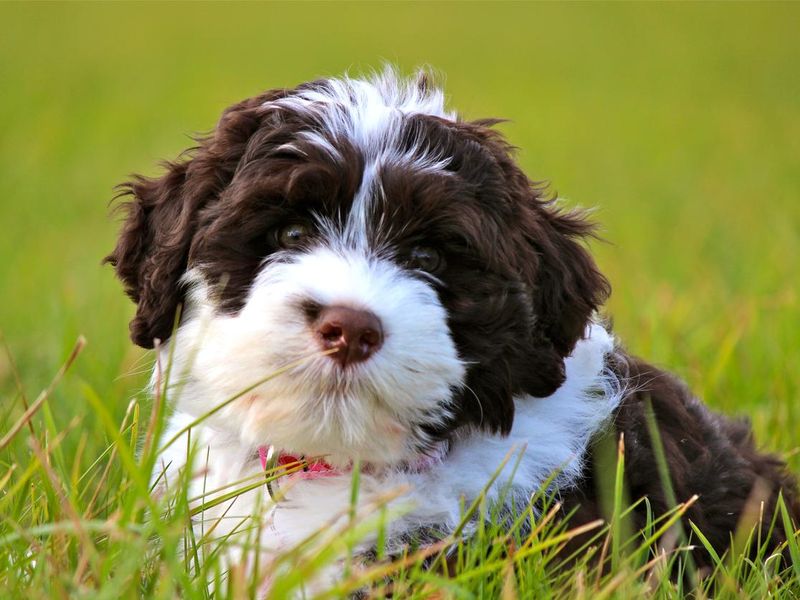 Young Portuguese Water Dog Puppy lies in grass