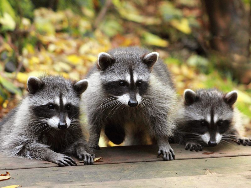 Young Raccoons