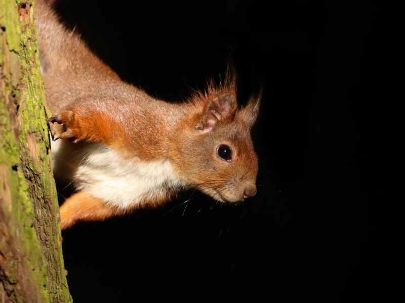 Young sguirrel on the tree at night
