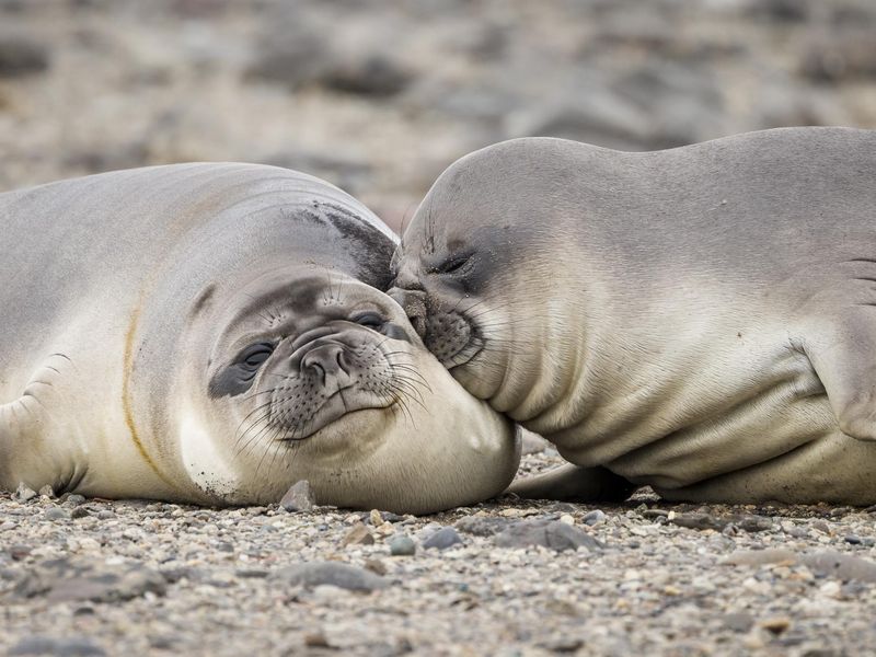 Young Southern elephant seals