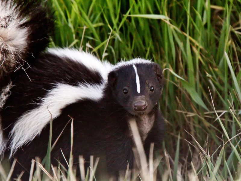 Young Striped Skunk in roadside ditch