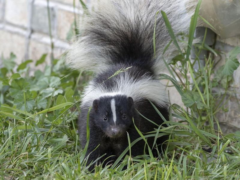 Young striped skunk
