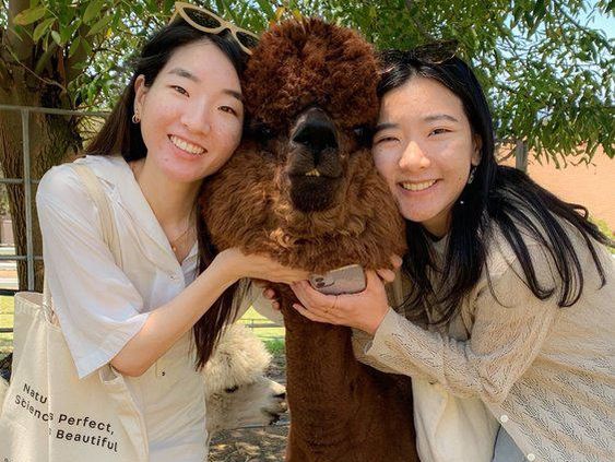 Young women posing with an alpaca at Canzelle Alpacas