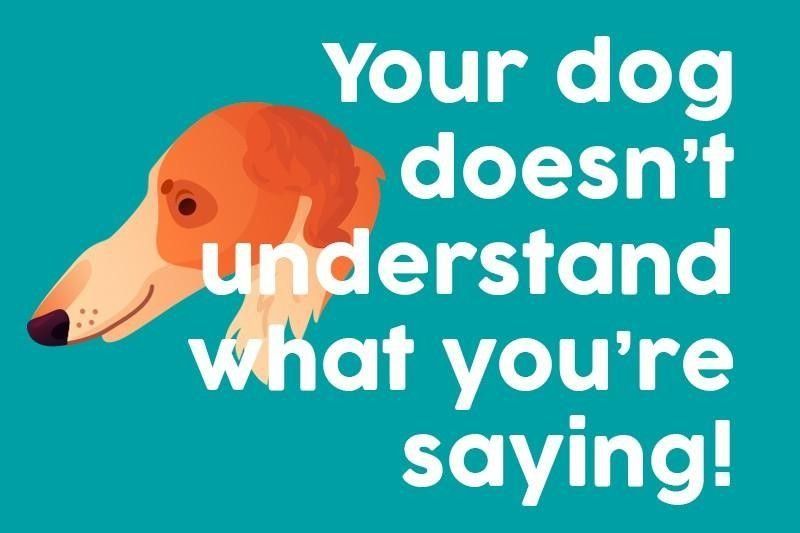 Your dog doesn’t understand what you’re saying!