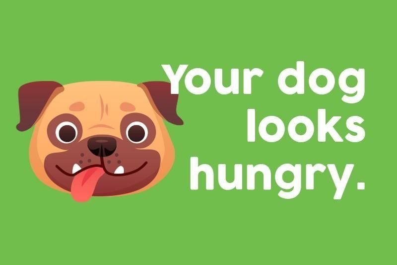 Your dog looks hungry.