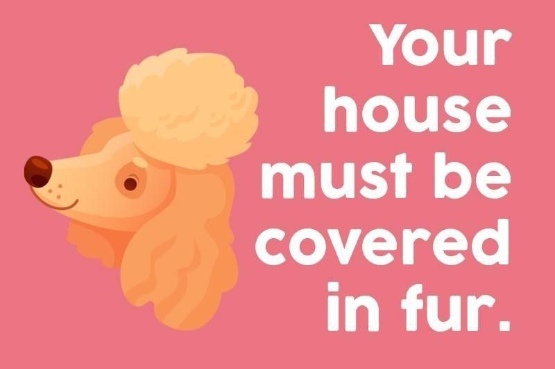 Your house must be covered in fur.
