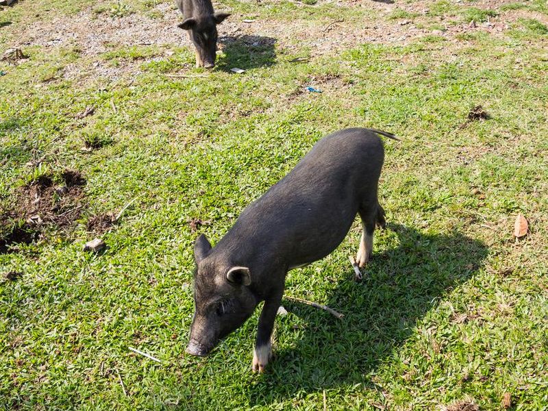 Yucatan pigs outside