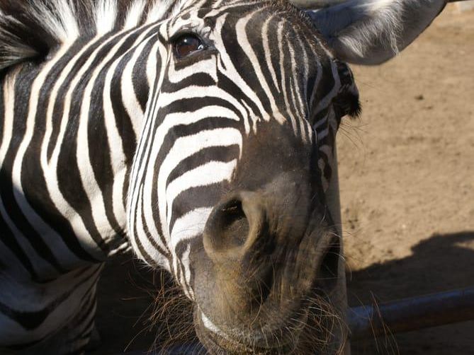 Zebra at Montebello Barnyard Zoo