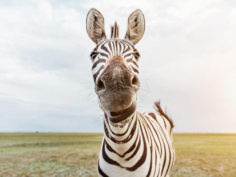 Zebra portrait. Adorable animal face looking to the camera.
